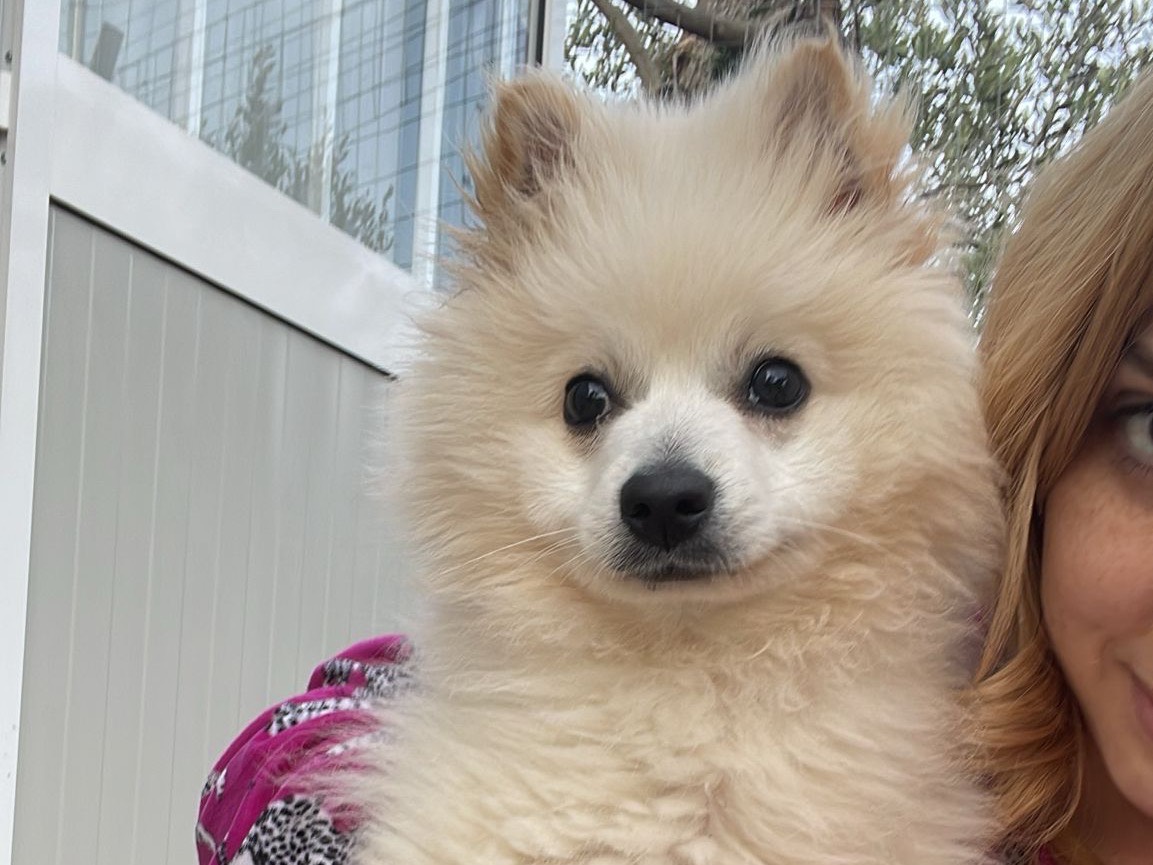 Adotta un cane, taglia piccola, maschio, Bari