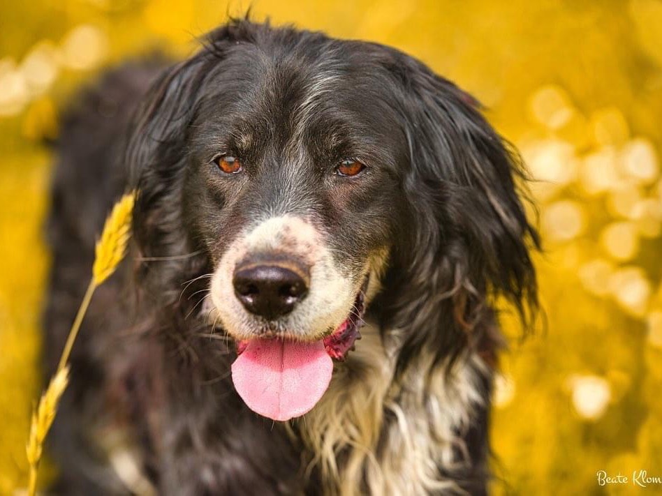 Adotta un cane, taglia media, maschio, Roma