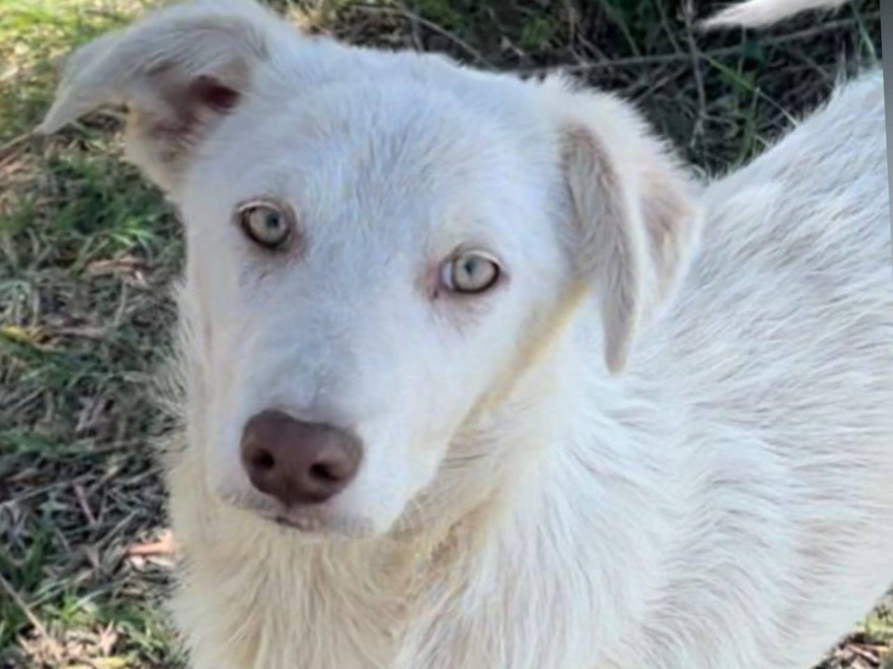 Adozione cane, maschio, meticcio, 2 anni, taglia media, Parma