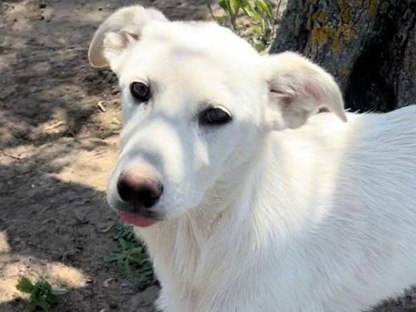 Adozione cane, femmina, meticcio, 2 anni, taglia media, Crotone