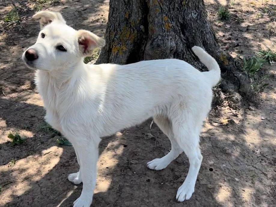 Adotta un cane, femmina, 2 anni, Crotone