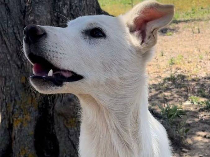 Adotta un cane, taglia media, femmina, Crotone