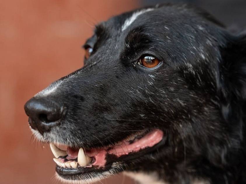 Foto dell'animale
