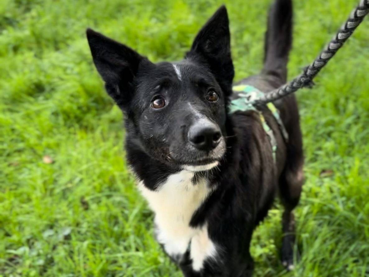 Adotta un cane, maschio, 8 anni , Milano