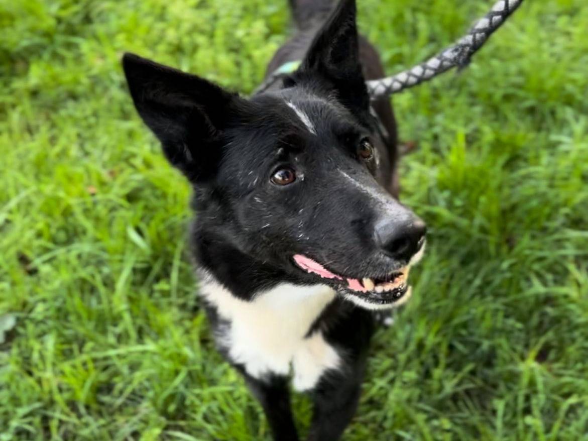 Adotta un cane, taglia media, maschio, Milano