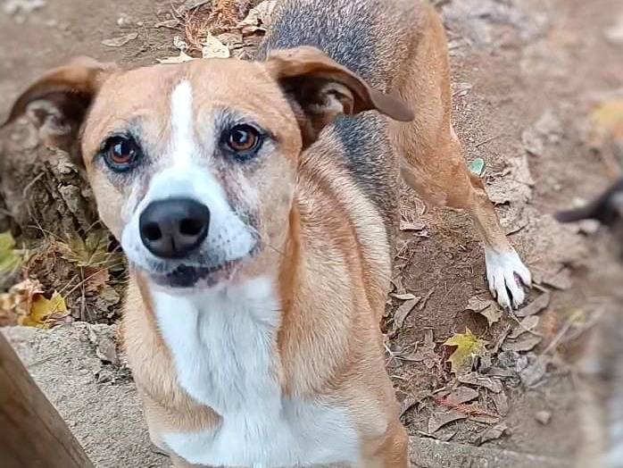 Adotta un cane, femmina, 10 anni e 2 mesi, Pavia
