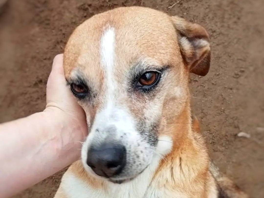 Adotta un cane, taglia media contenuta, femmina, Pavia