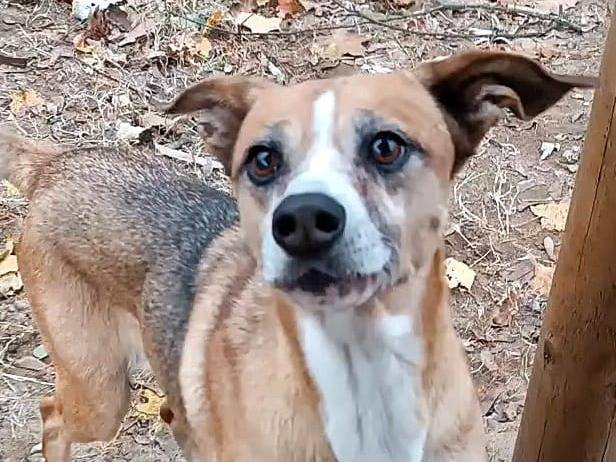 Vuoi adottare un cane a Pavia?