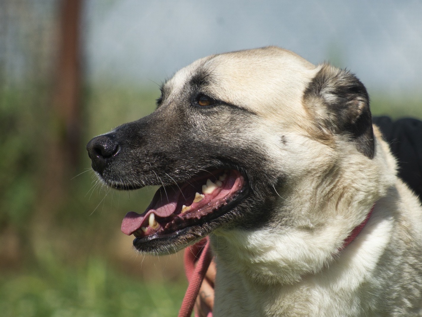 Adotta un cane, femmina, 5 anni  e 5 mesi , Roma
