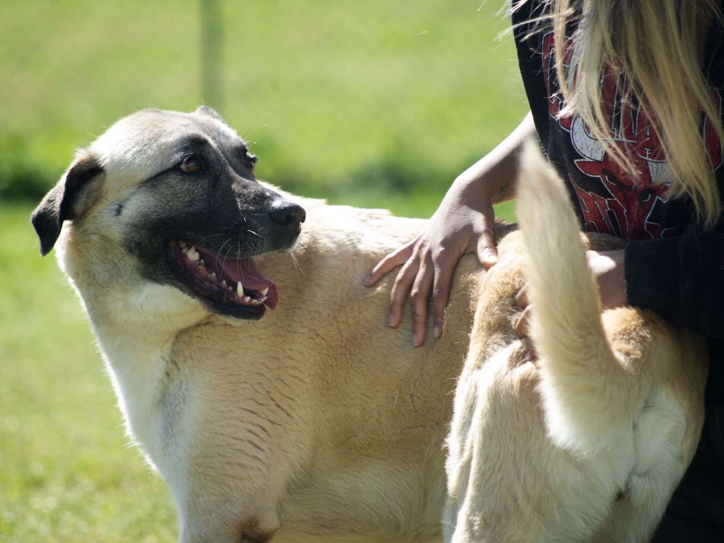 Adotta un cane, taglia grande, femmina, Roma