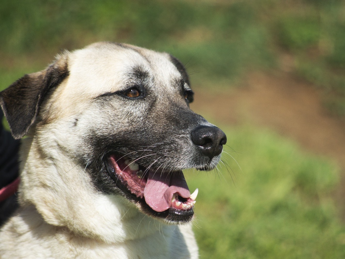 Vuoi adottare un cane a Roma?