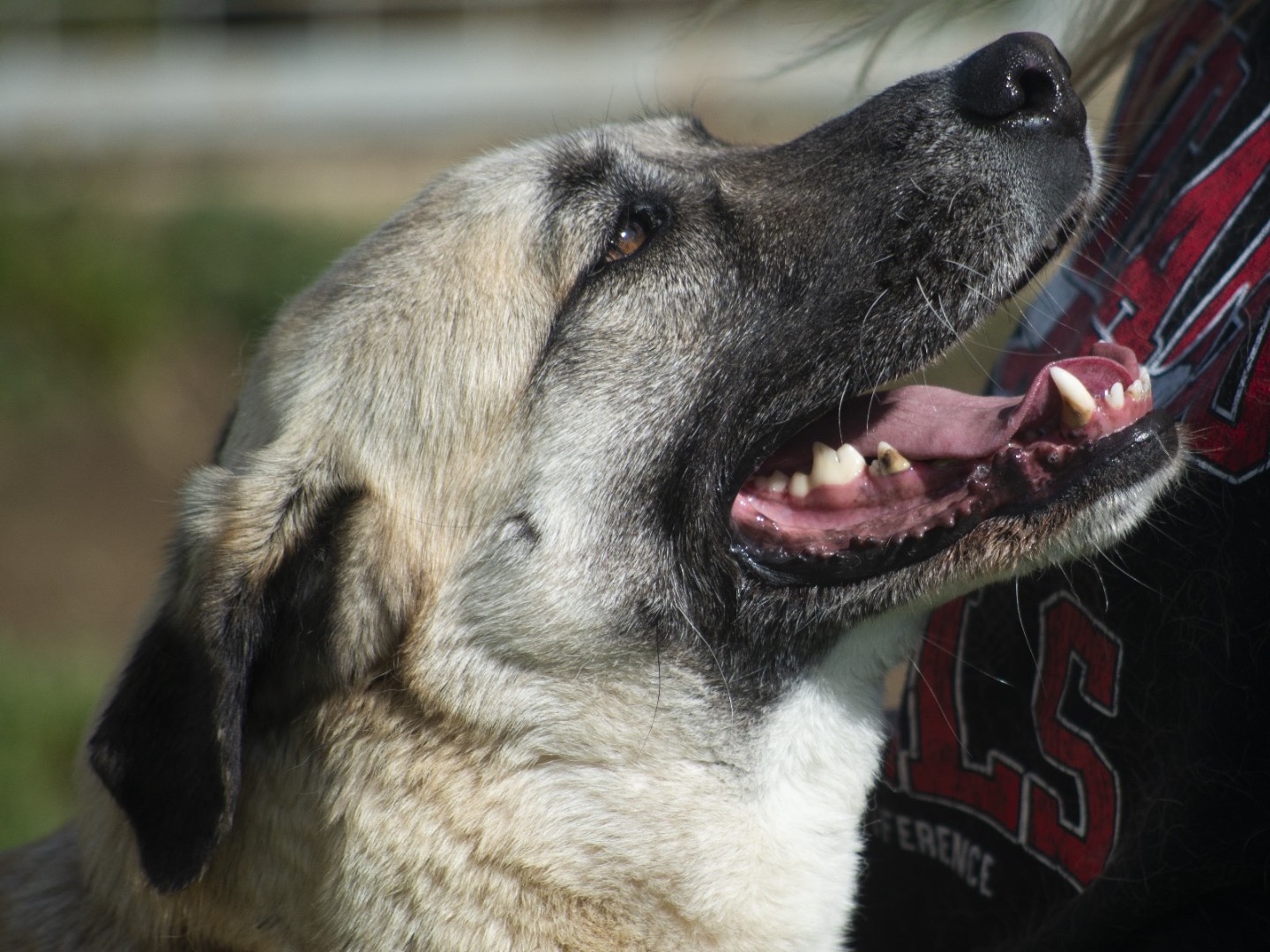 Adotta il cane Bella a Roma
