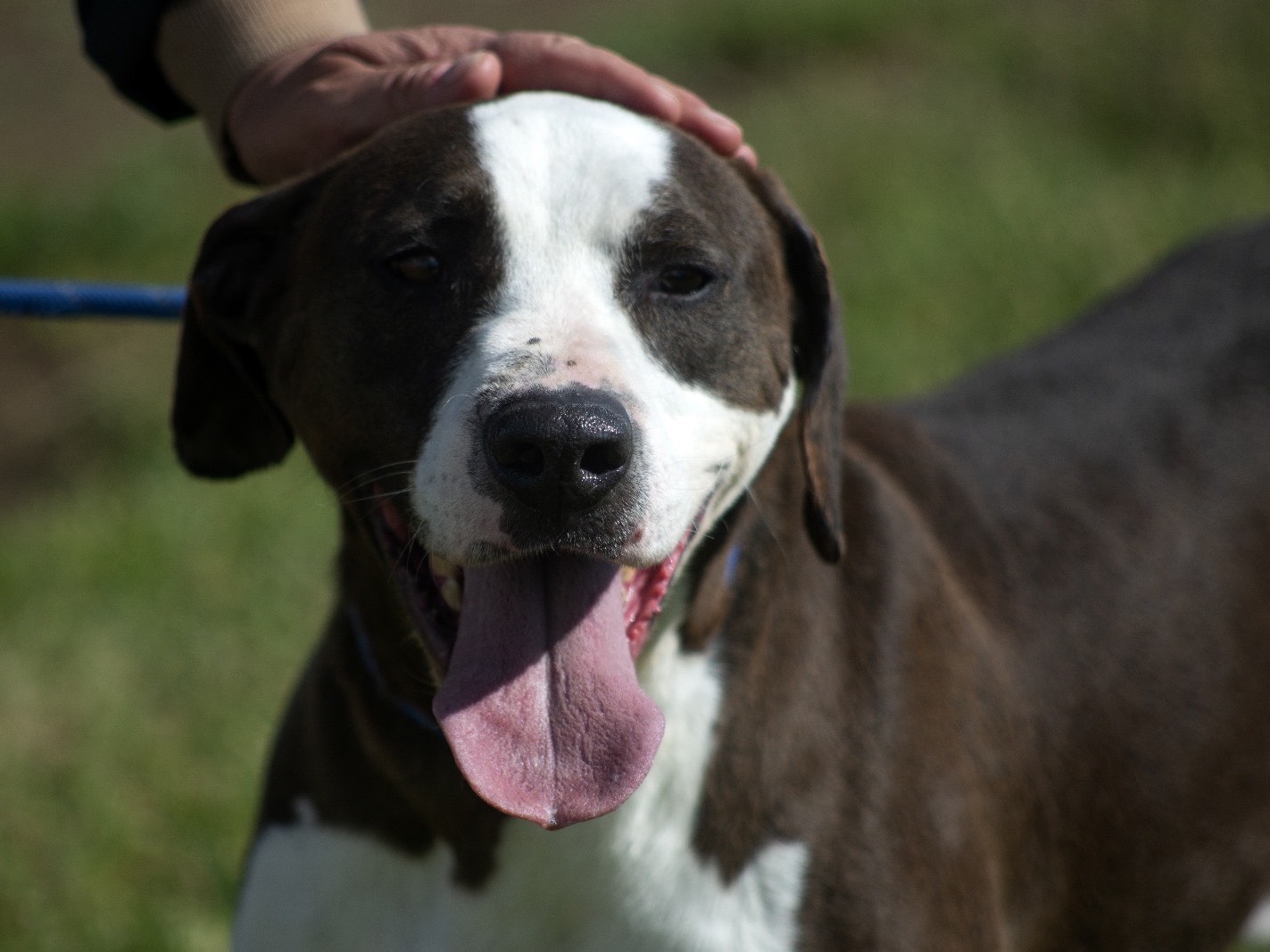 Adozione cane, maschio, meticcio, 5 anni  e 2 mesi , taglia media, Roma