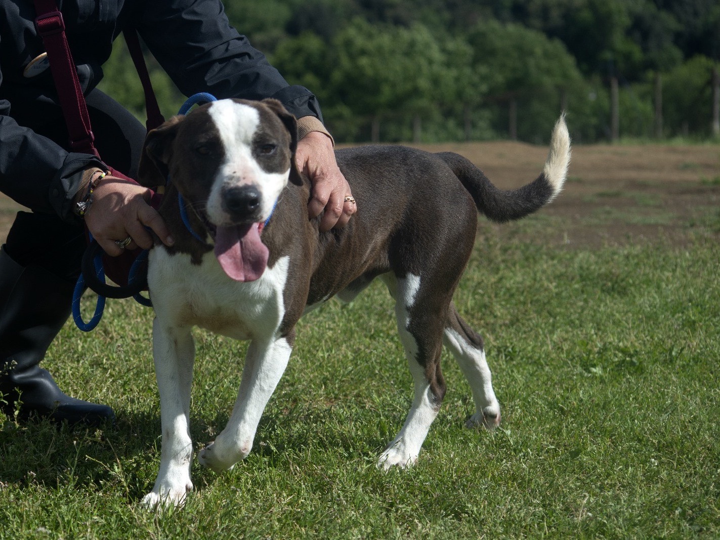 Adotta un cane, taglia media, maschio, Roma