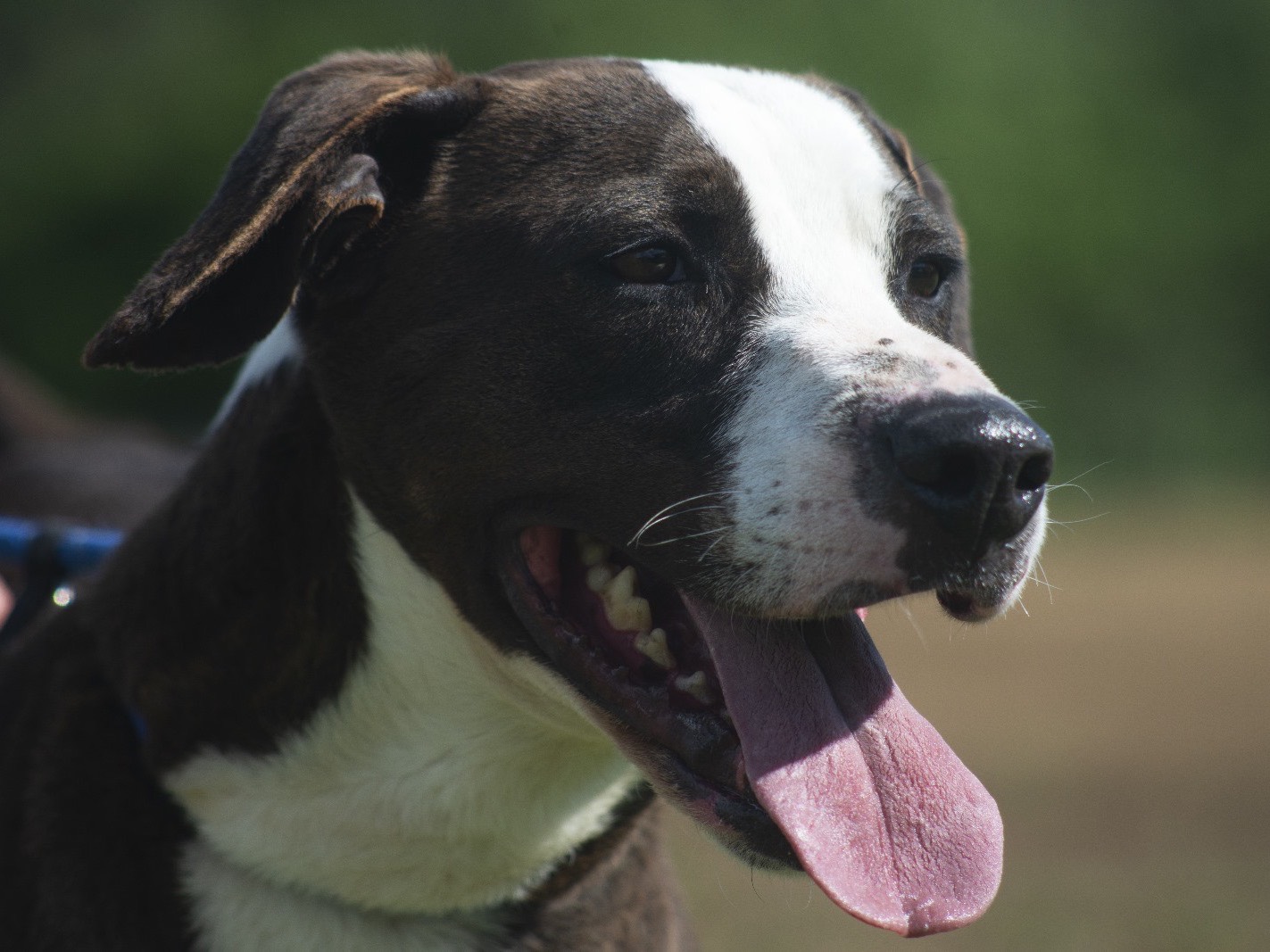Vuoi adottare un cane a Roma?