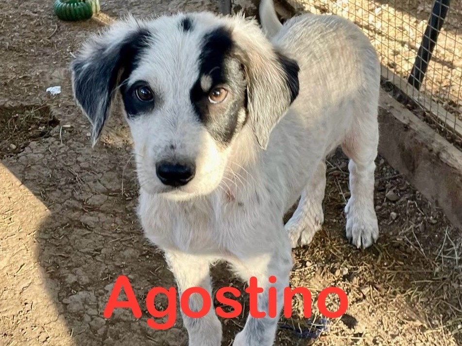 Adozione cane, maschio, meticcio, 1 anno e 7 mesi, taglia piccola, Pistoia