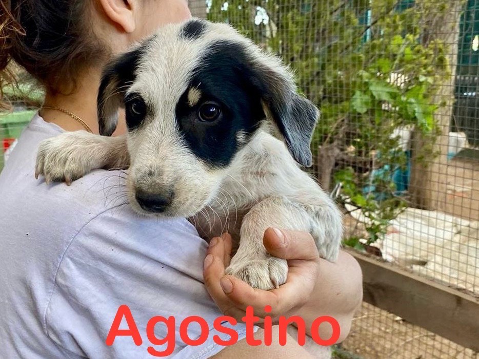 Adotta un cane, maschio, 1 anno e 7 mesi, Pistoia