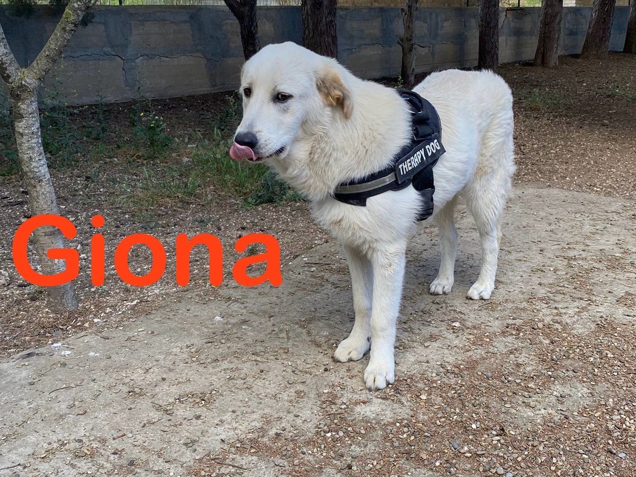 Adotta un cane, taglia grande, maschio, Bergamo
