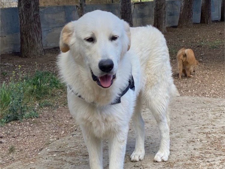 Vuoi adottare un cane a Bergamo?