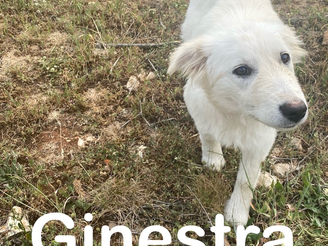 Adotta un cane, femmina, 1 anno e 4 mesi , Brescia