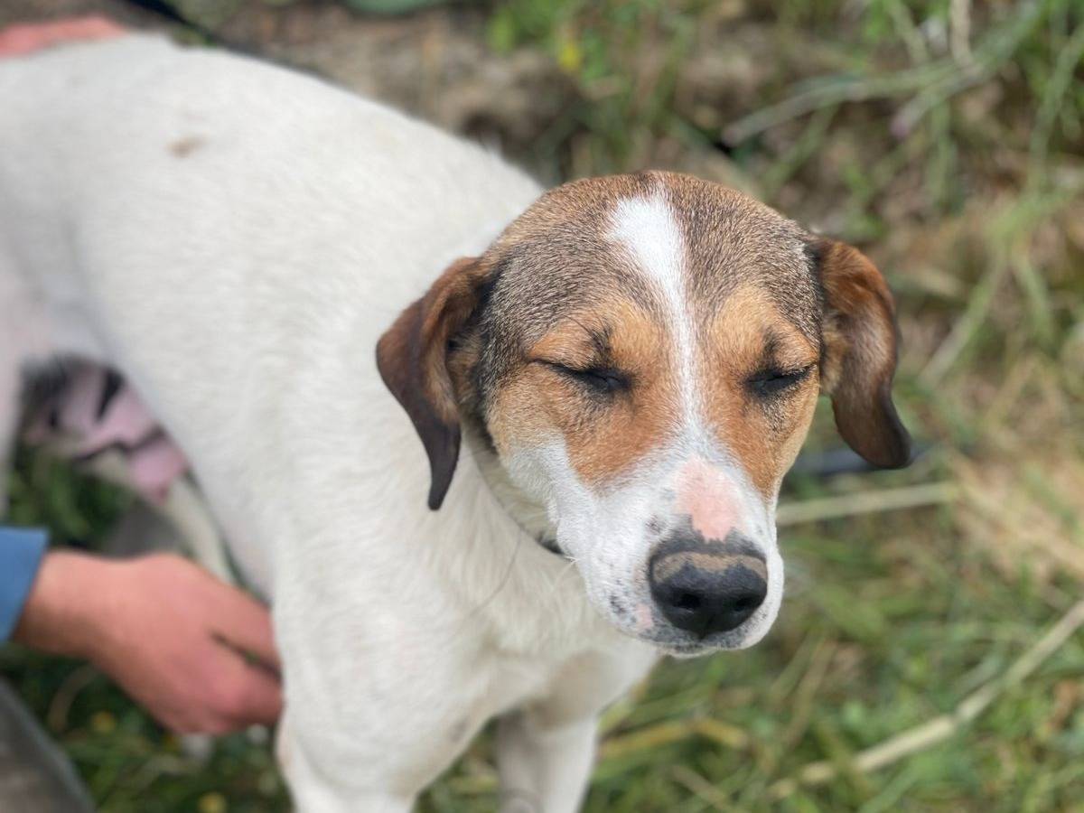 Vuoi adottare un cane a Milano?