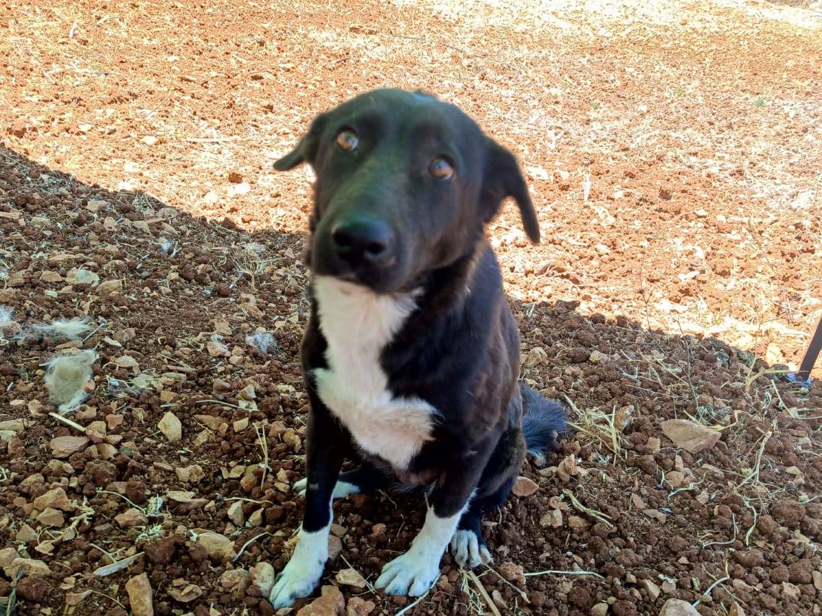 Adotta un cane, femmina, 5 anni  e 4 mesi , Milano