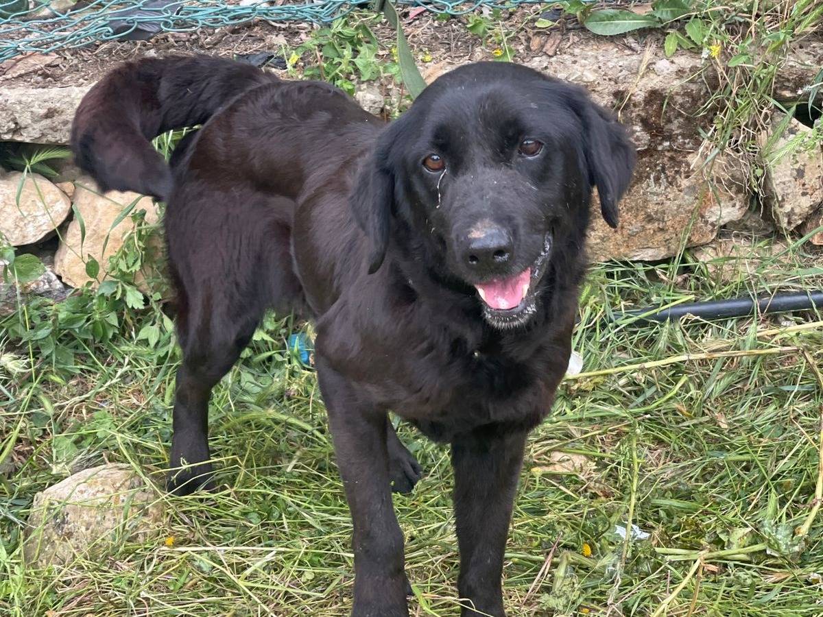 Adozione cane, femmina, Labrador Retriever, 7 anni e 6 mesi, taglia media, Milano