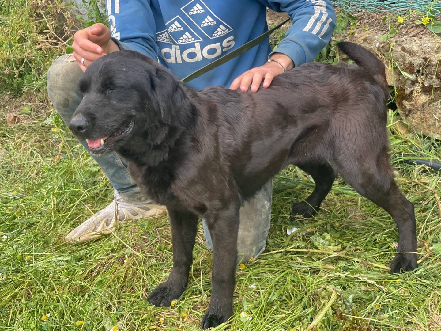 Adotta un cane, femmina, 7 anni e 6 mesi, Milano