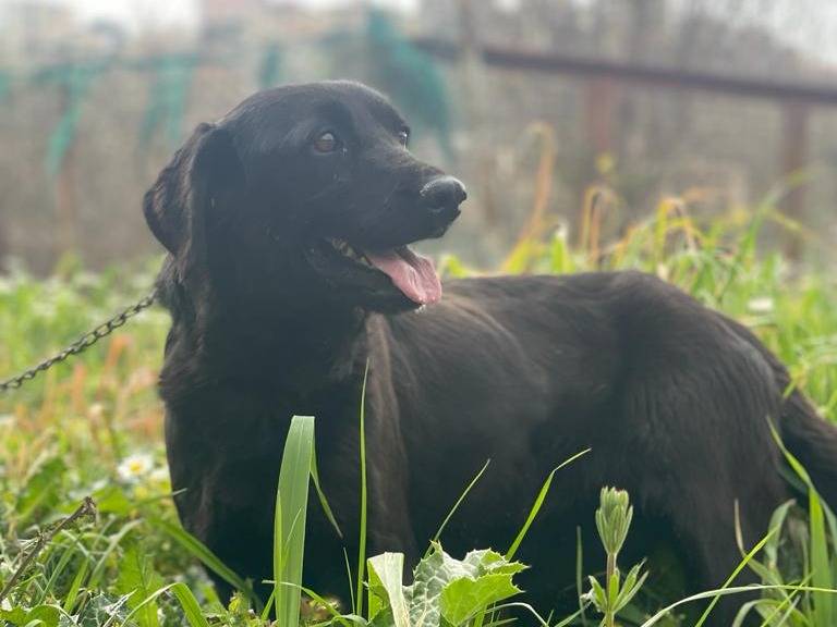 Adotta un cane, taglia media, femmina, Milano