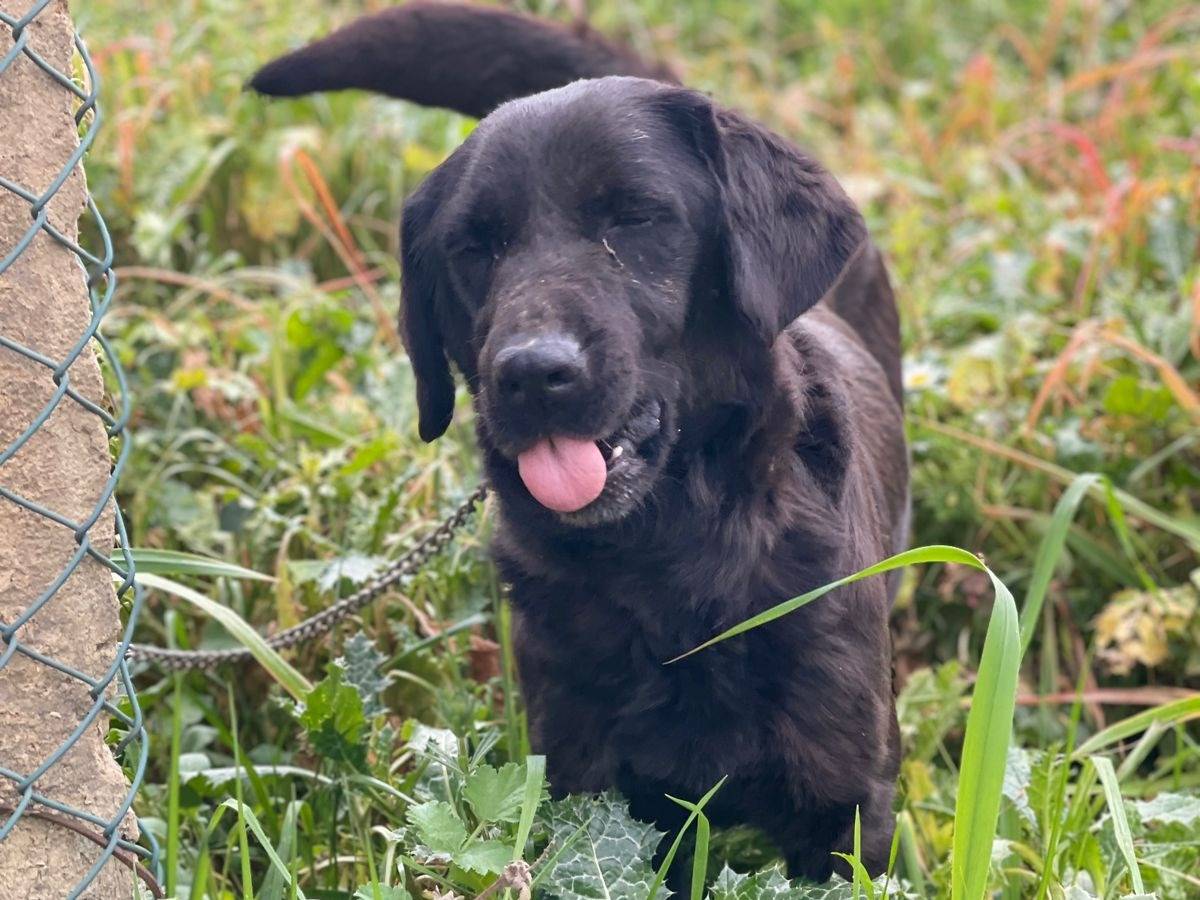 Vuoi adottare un cane a Milano?