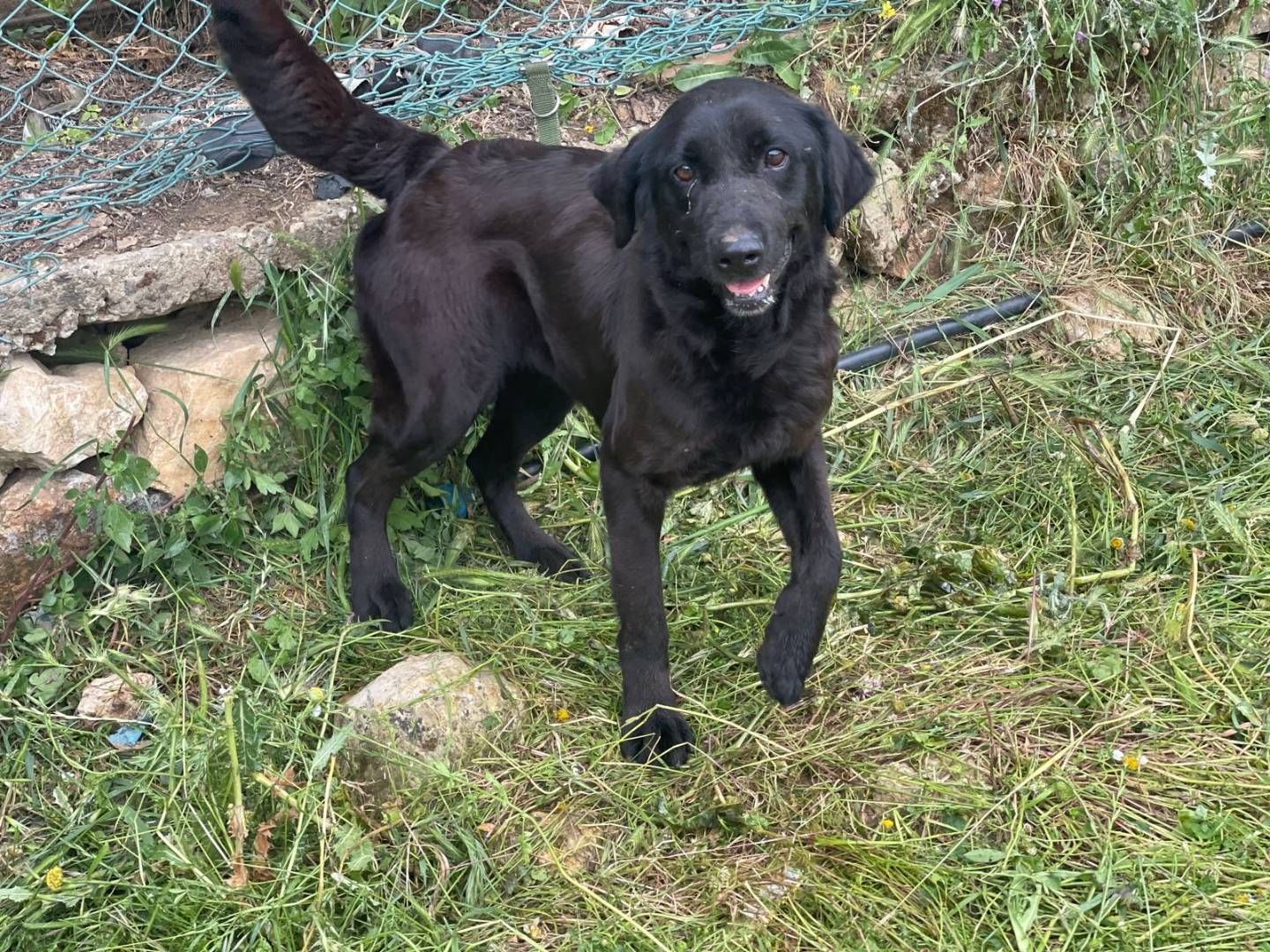 Adotta il cane ROCKINA a Milano