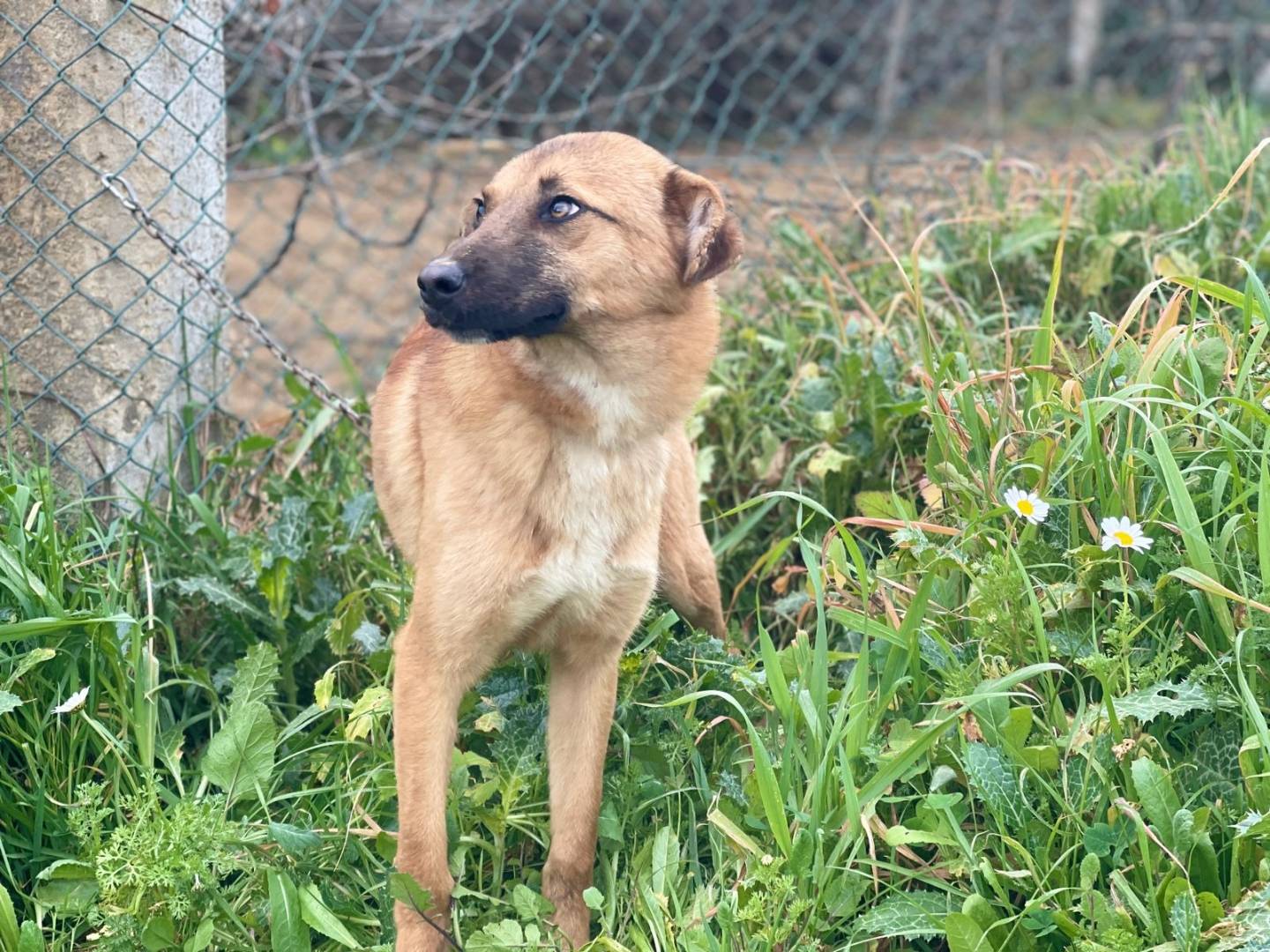 Adotta il cane FOXY a Milano