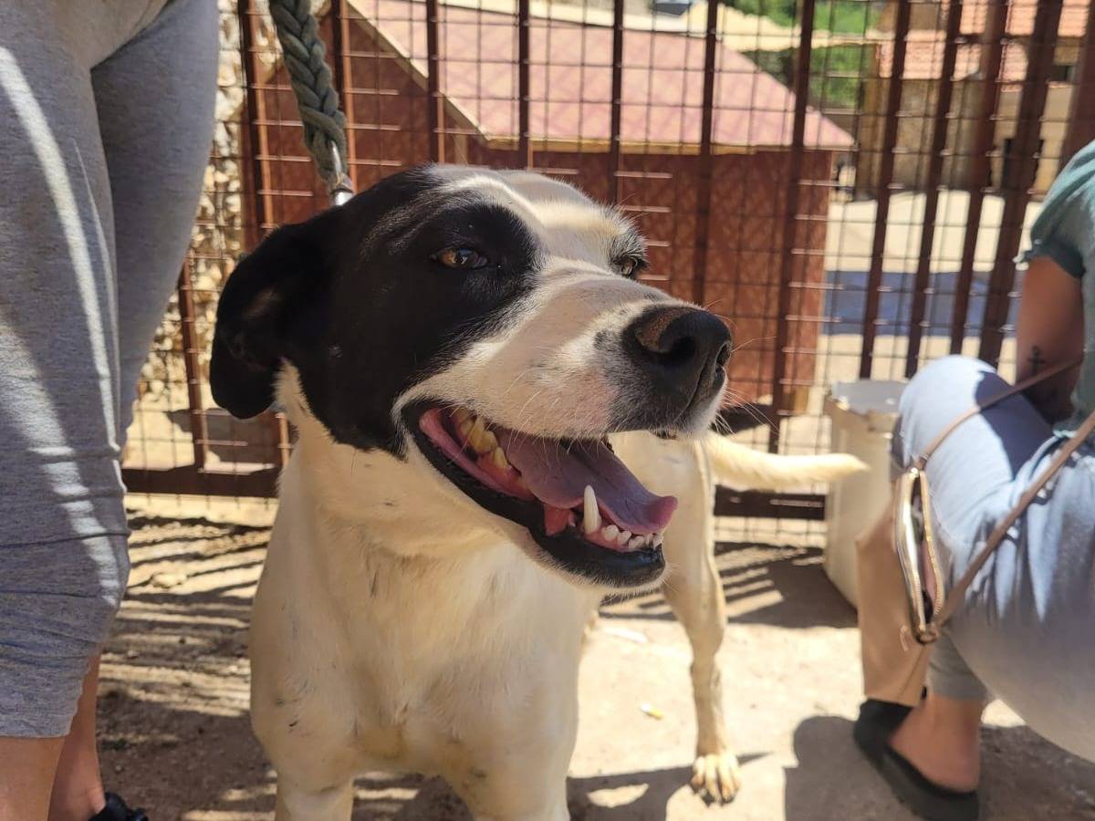 Adotta un cane, femmina, 6 anni  e 1 mese, Milano
