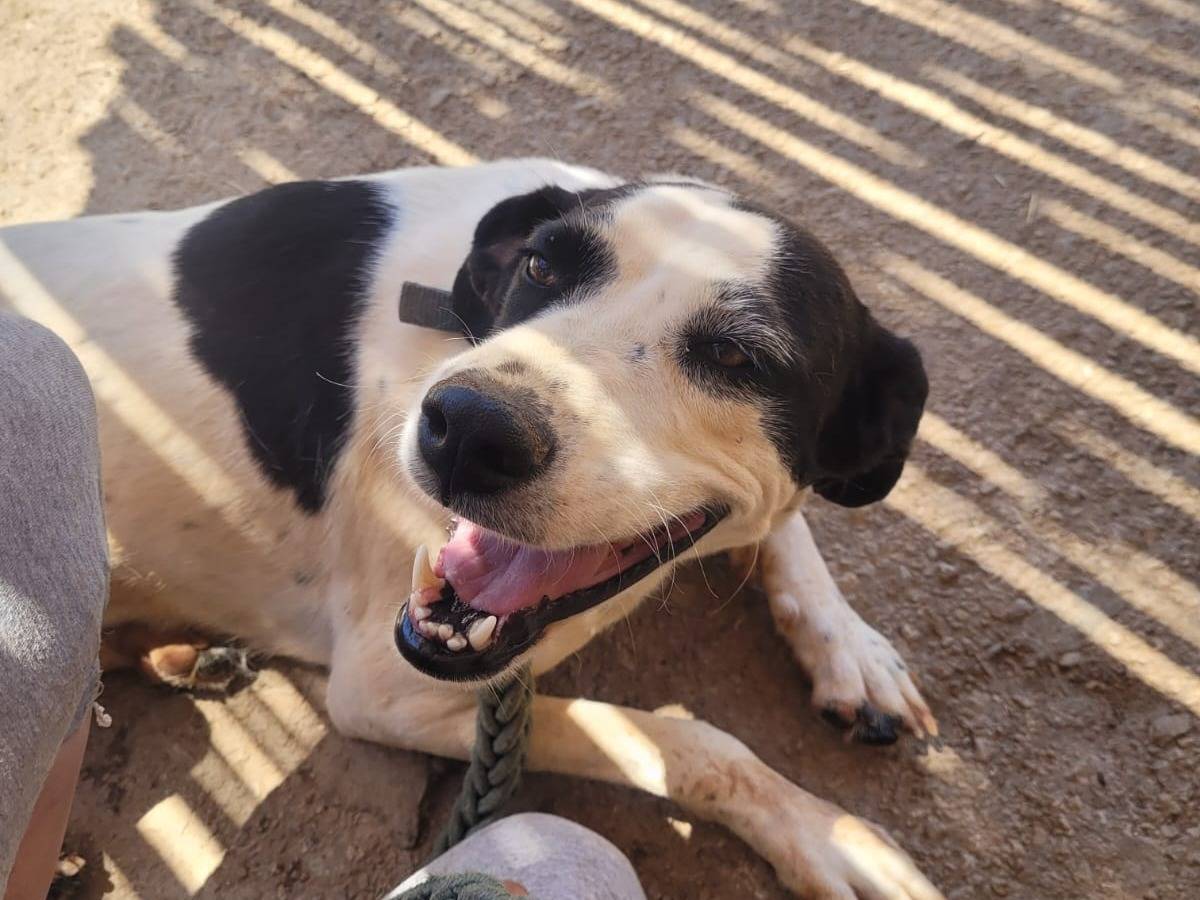 Adotta un cane, taglia media, femmina, Milano