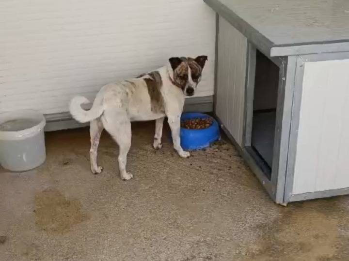 Adotta un cane, maschio, 2 anni , Caserta