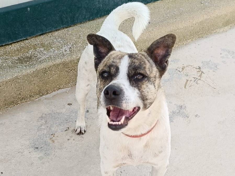 Adotta un cane, taglia media contenuta, maschio, Caserta