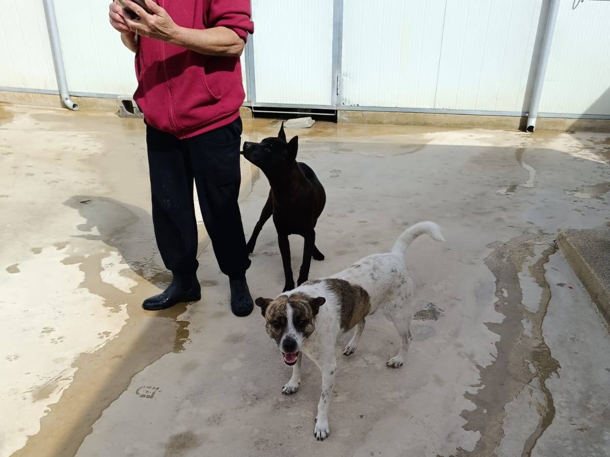 Vuoi adottare un cane a Caserta?