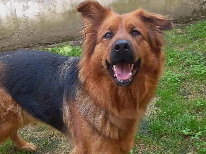 Vuoi adottare un cane a Caserta?