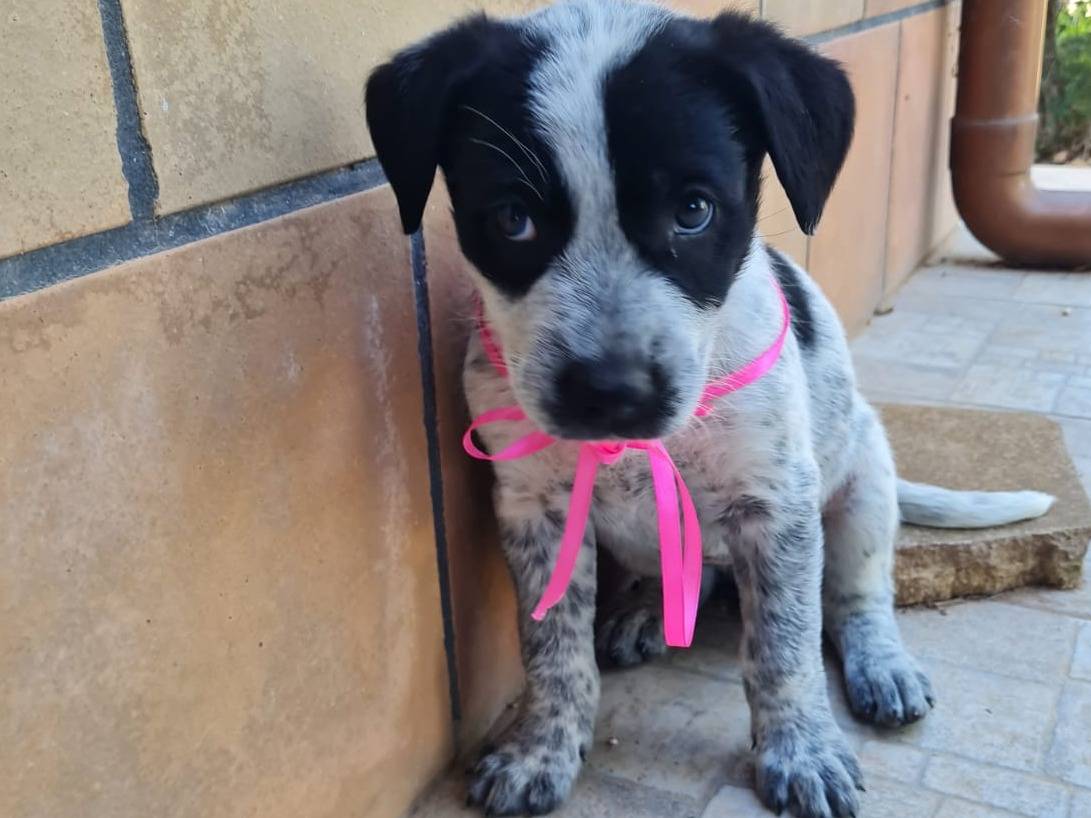 Adozione cane, femmina, meticcio, 1 anno e 6 mesi, taglia media, Trapani