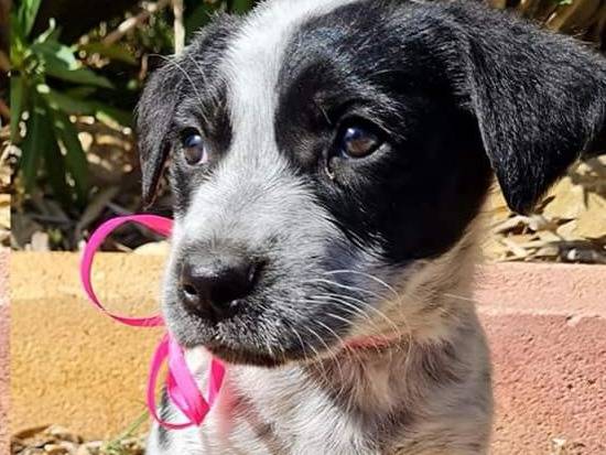 Adotta un cane, femmina, 1 anno e 6 mesi, Trapani