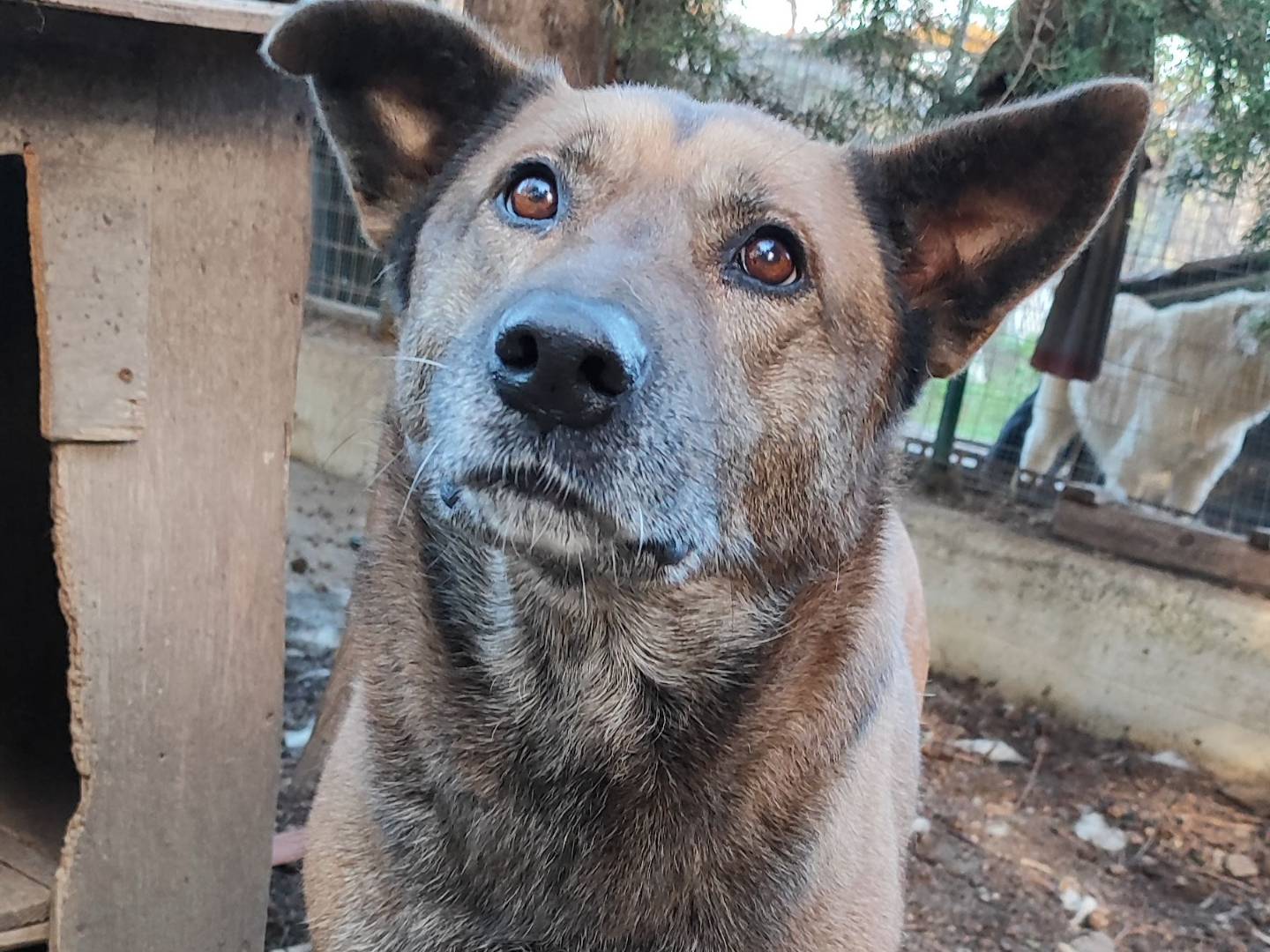 Adotta un cane, femmina, 9 anni  e 5 mesi , Messina