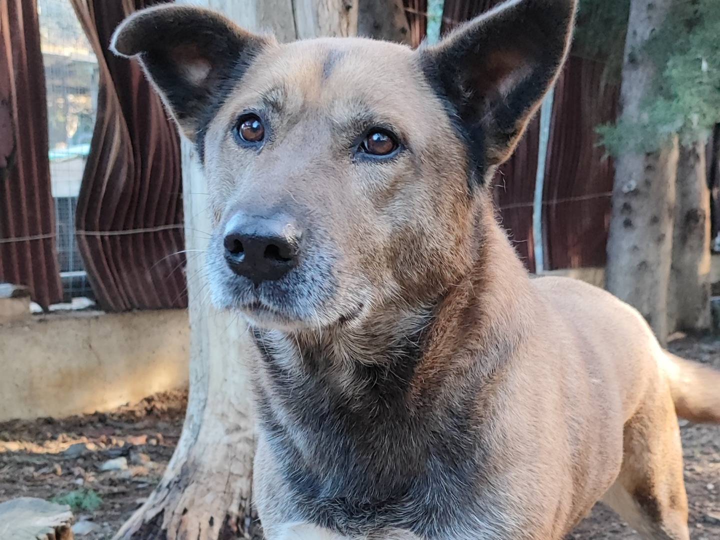 Adotta un cane, taglia grande, femmina, Messina
