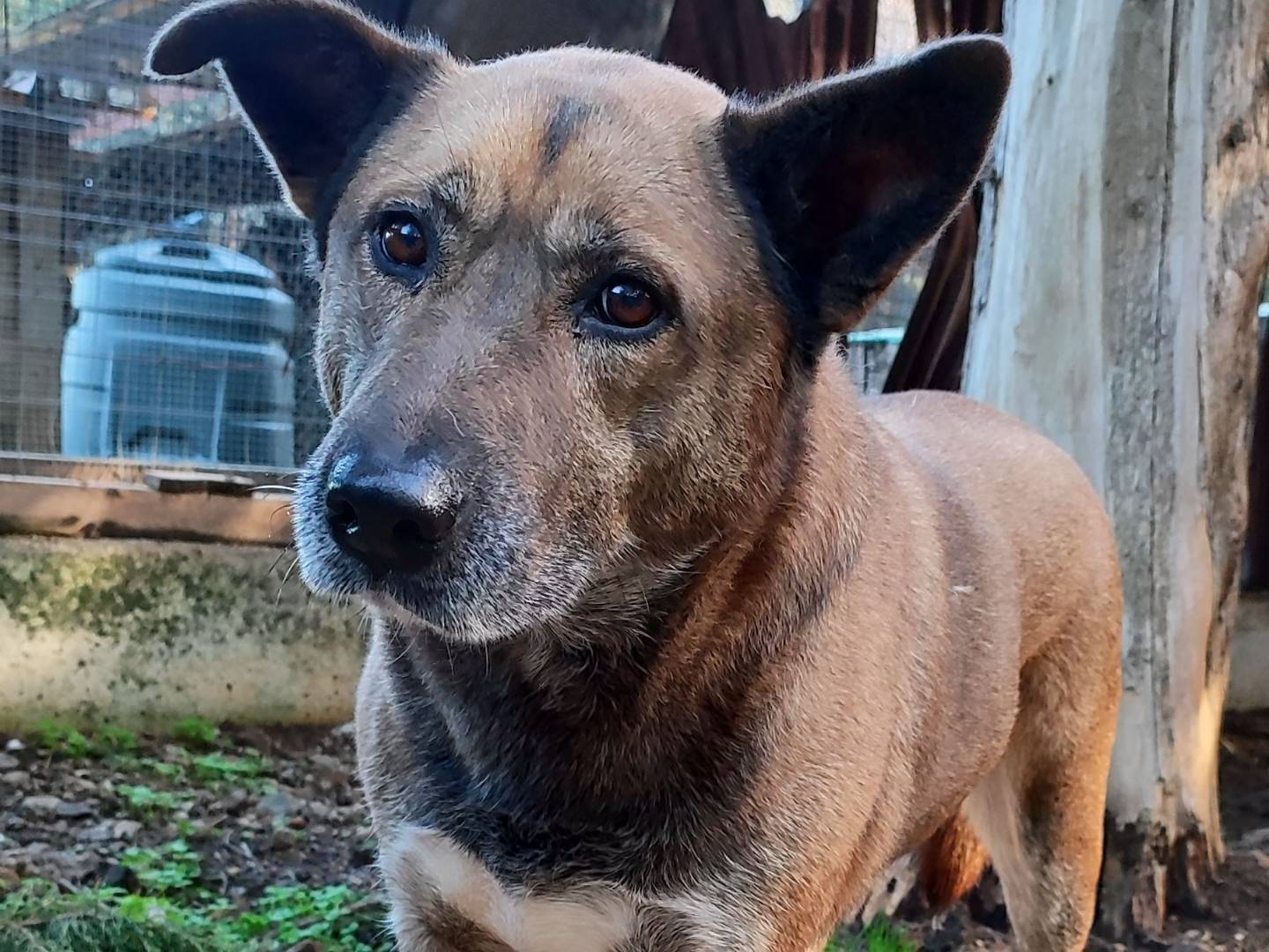 Vuoi adottare un cane a Messina?