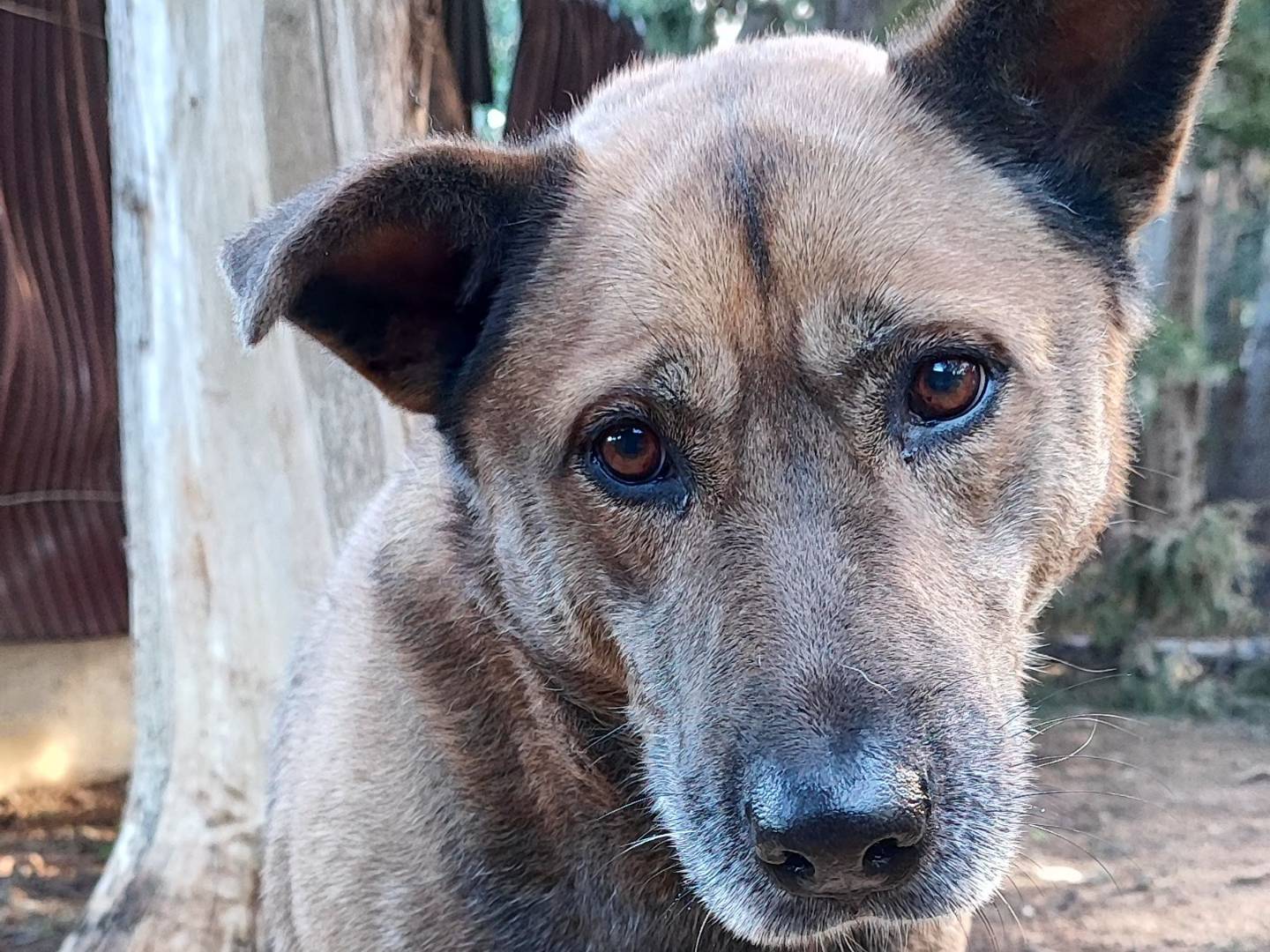 Adotta il cane Tessa a Messina