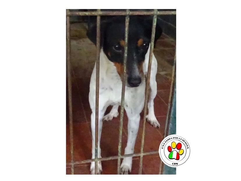 Adozione cane, maschio, meticcio, 3 anni e 4 mesi, taglia piccola, Milano