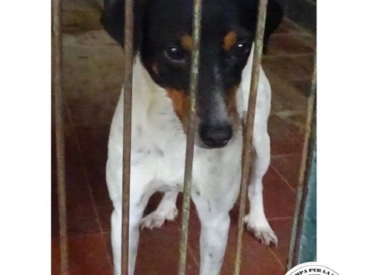 Adotta un cane, maschio, 3 anni e 4 mesi, Milano