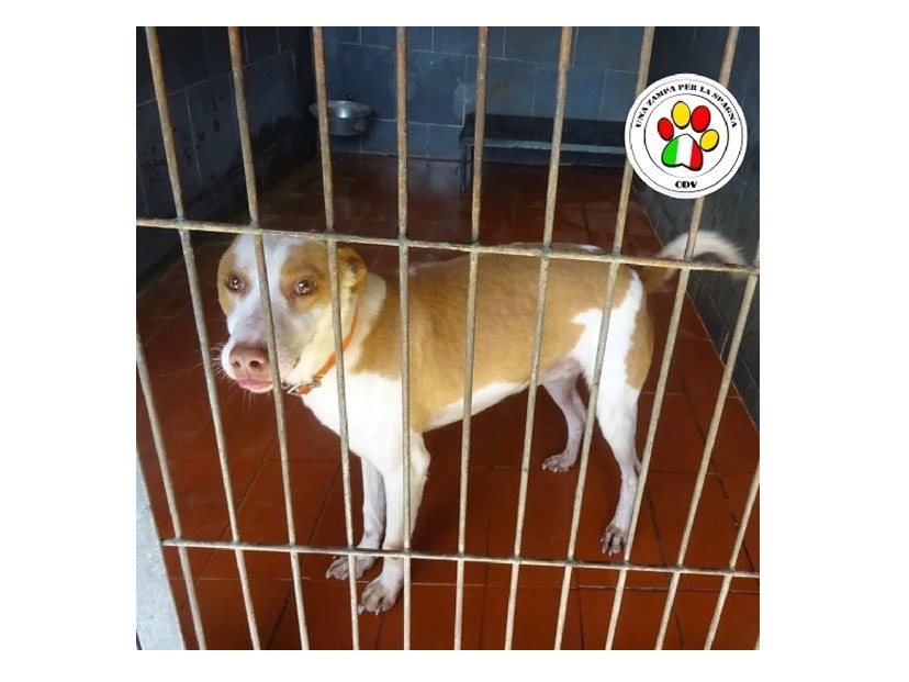 Adozione cane, maschio, meticcio, 4 anni e 4 mesi, taglia media contenuta, Milano