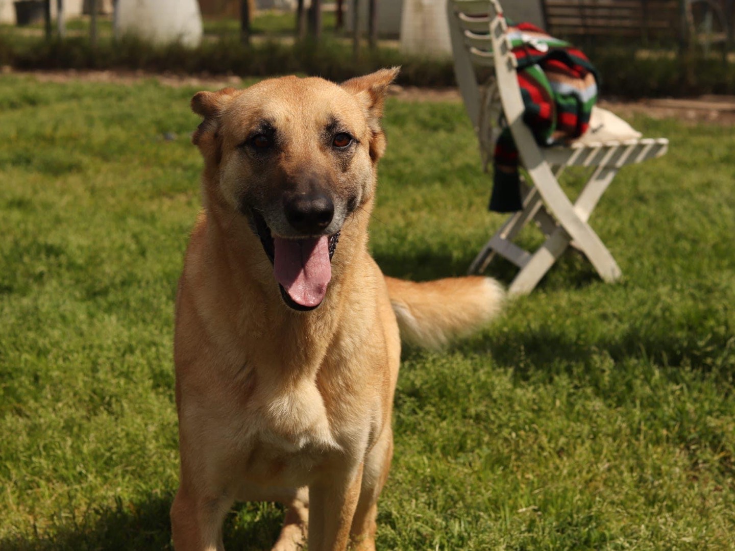 Adozione cane, femmina, meticcio, 9 anni e 8 mesi, taglia media, Milano
