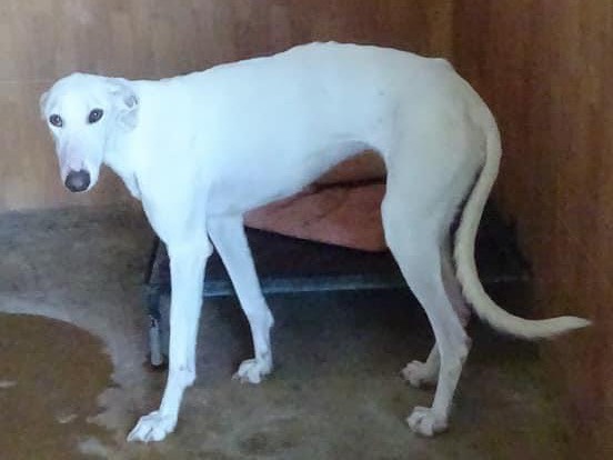 Adozione cane, femmina, Levriero Spagnolo (Galgo), 3 anni e 4 mesi, taglia media, Milano