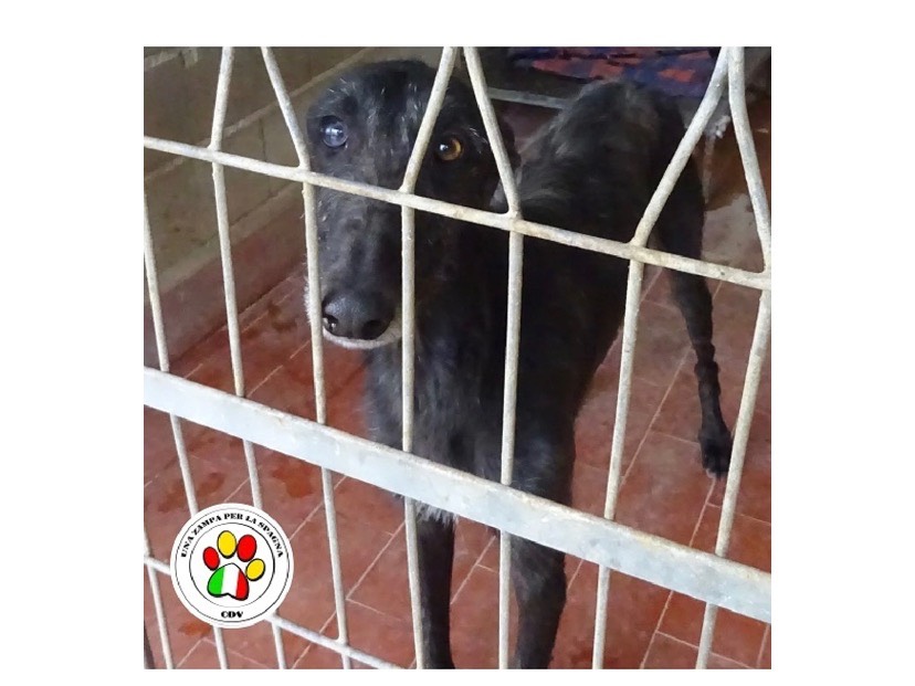Adozione cane, maschio, Levriero Spagnolo (Galgo), 5 anni e 4 mesi, taglia media, Milano